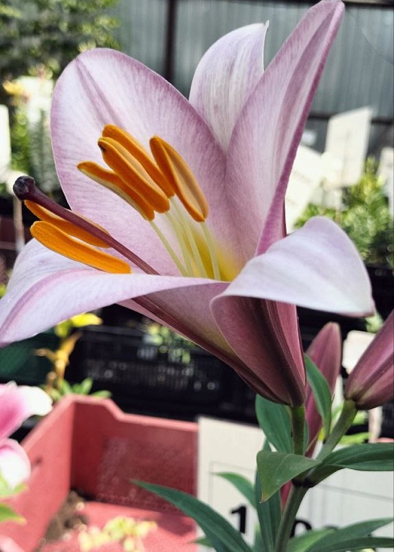 Лилия Принц Промис 